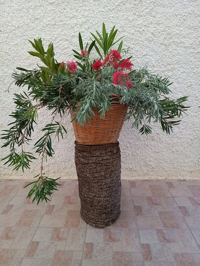 Cesta Silvestre