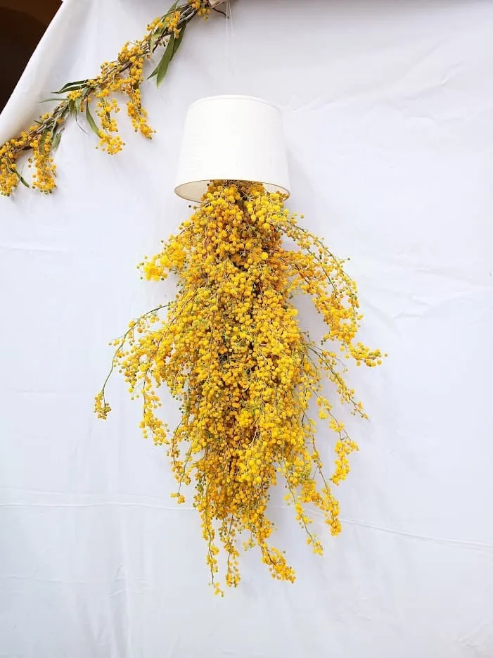 Instalación de mimosa colgante