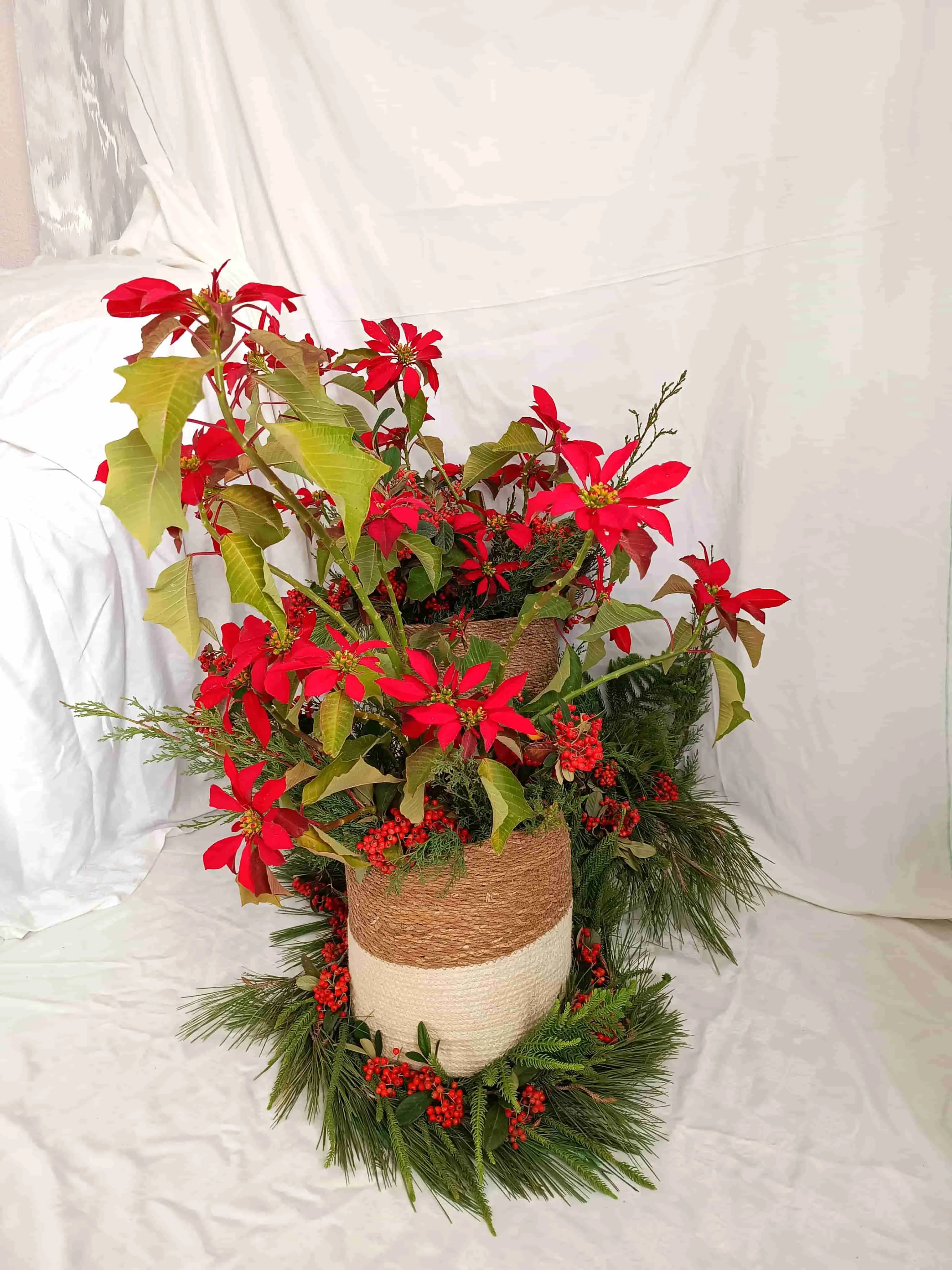 Instalación flor de pascua, verdes y bayas royas
