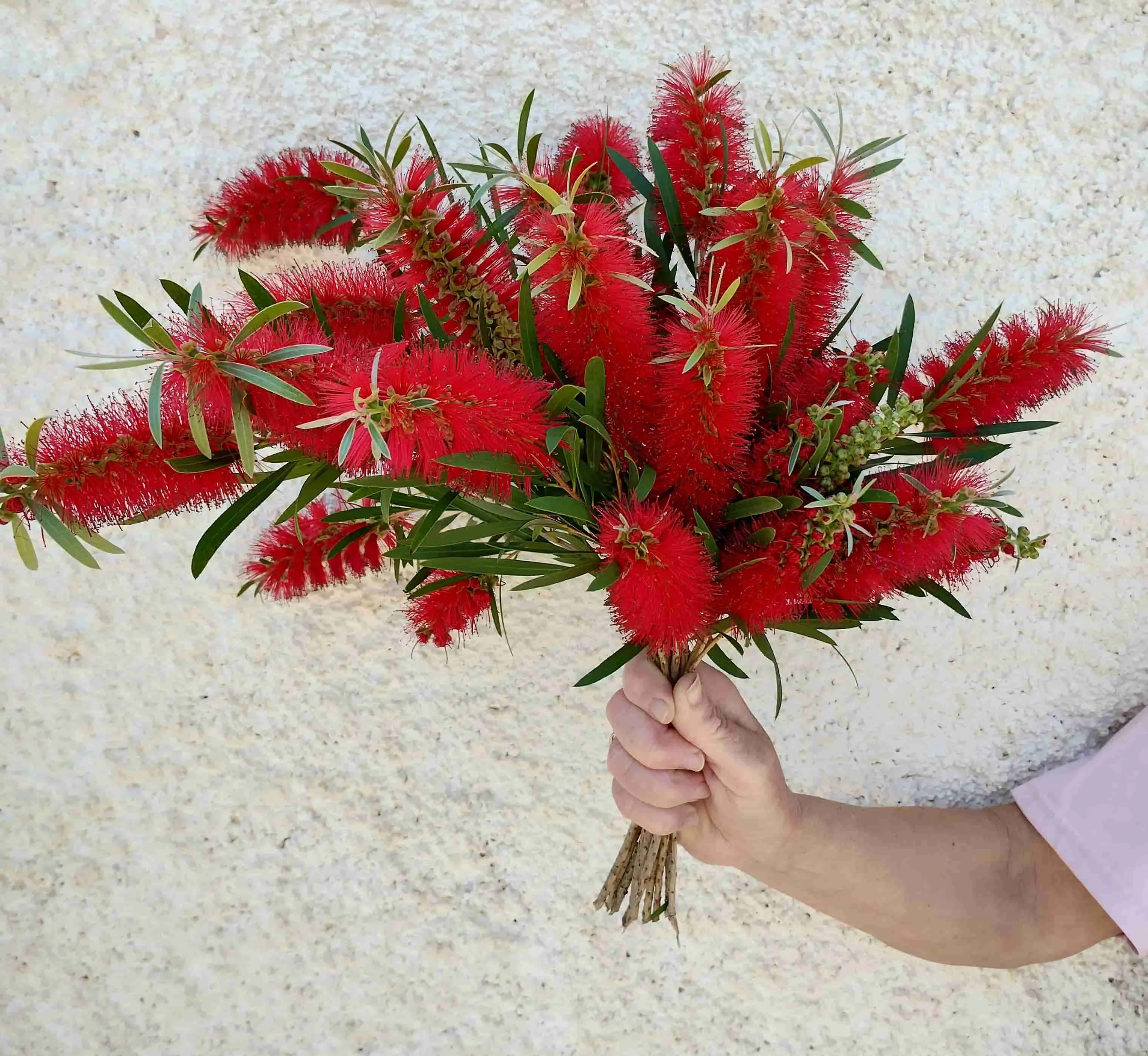 Ramo de plumeros rojos