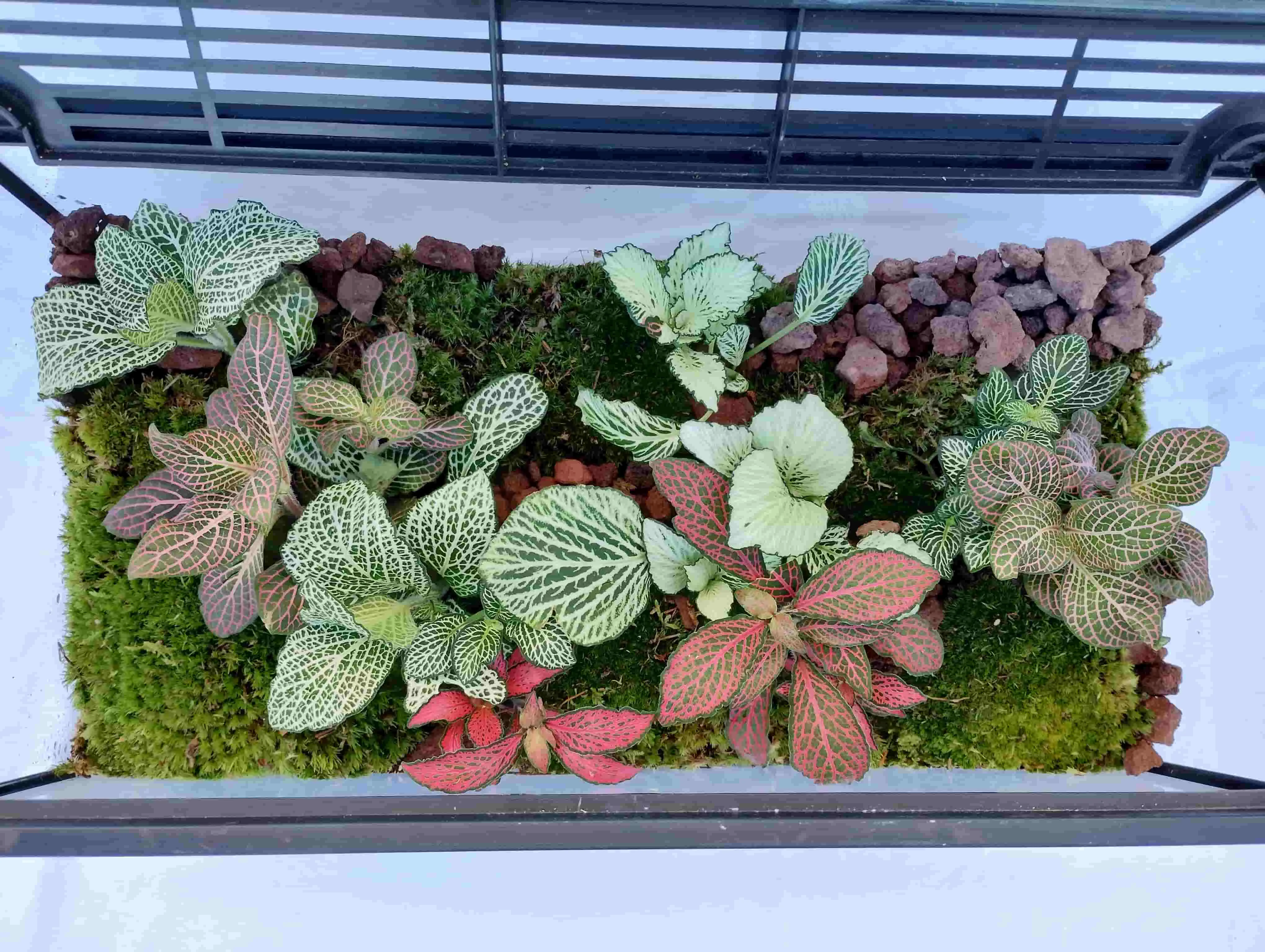 Terrario