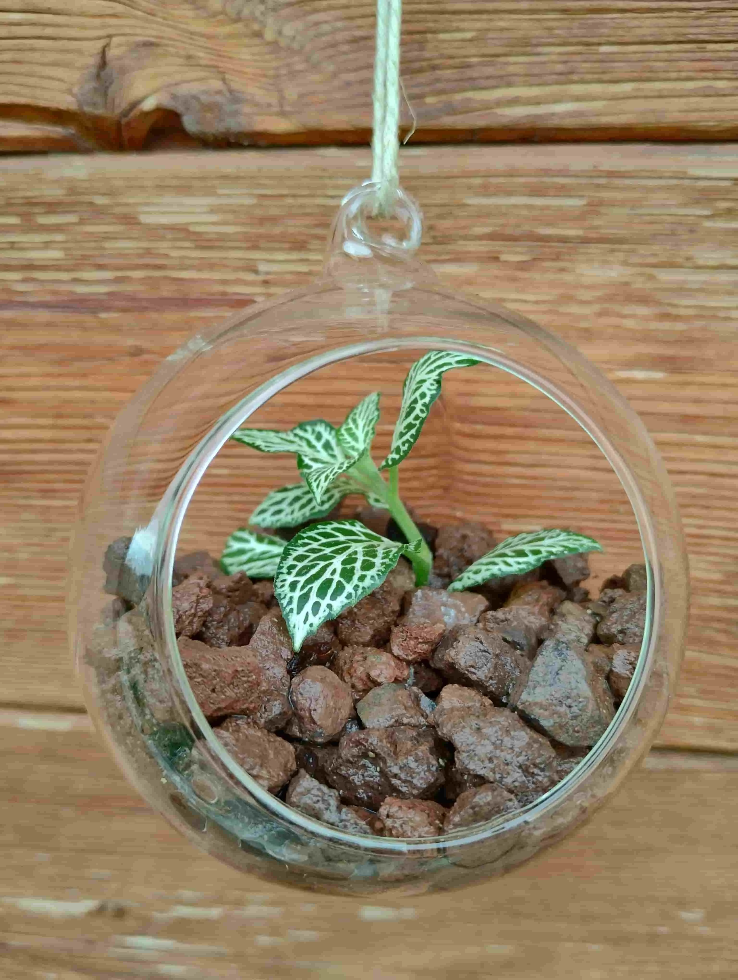 Terrario