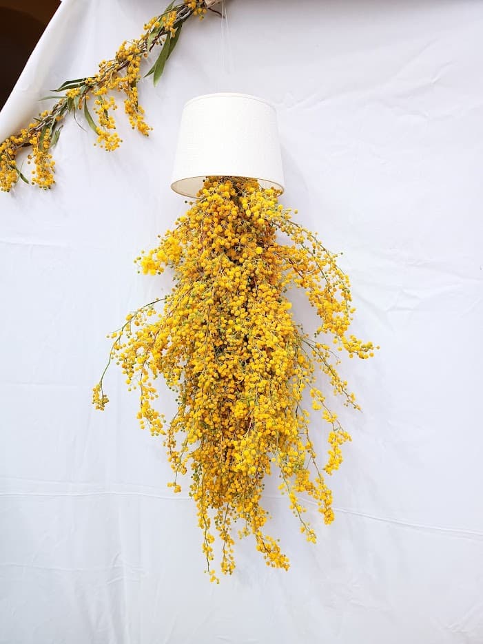 Instalación de mimosa colgante